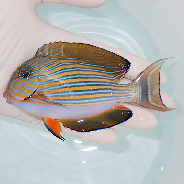 【現物1】ニジハギ 12cm±!海水魚 ハギ !15時までのご注文で当日発送【ハギ】(t119(t207