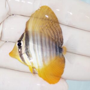 Small tropical fish with yellow fins and grey stripes held on a gloved hand