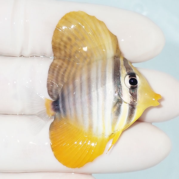 【現物7】スレ有り 粒エサOK インディアンセルフィンタン 4.5cm±! 海水魚 ハギ !15時までのご注文で当日発送【ハギ】(t119(t207