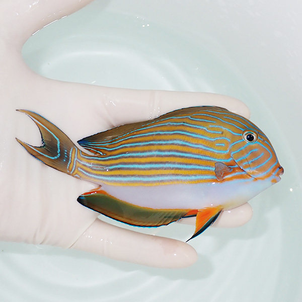 【現物4】ニジハギ 12cm±! 海水魚 ハギ 15時までのご注文で当日発送(t119(t207