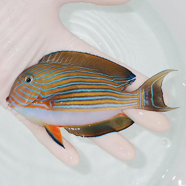 【現物4】ニジハギ 12cm±! 海水魚 ハギ 15時までのご注文で当日発送(t119(t207