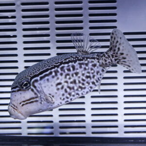 Spotted pufferfish with a rounded body swimming in a glass tank; gray with black spots and a striped tail fin.