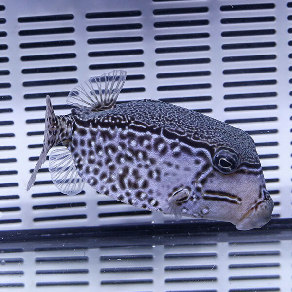 レティキュレイトボックスフィッシュ オス 8-10cm! 海水魚 フグ 15時までのご注文で当日発送(t123
