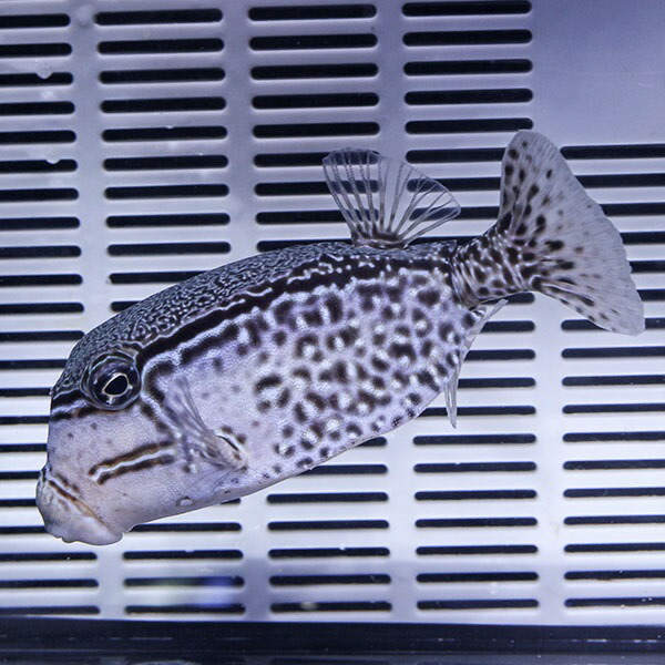 レティキュレイトボックスフィッシュ オス 8-10cm! 海水魚 フグ 15時までのご注文で当日発送(t123
