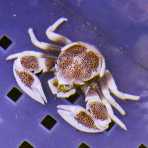 White and brown‑spotted crab with raised claws resting on a purple perforated surface.