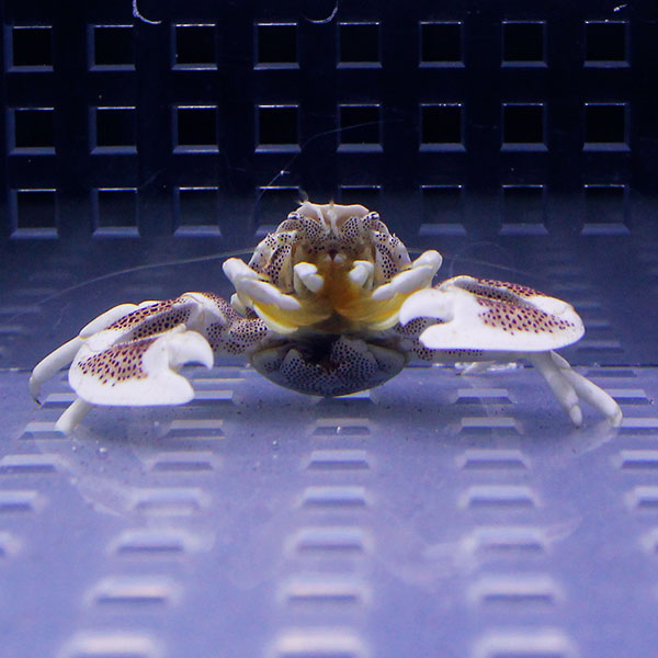 アカホシカニダマシ 3cm±! 海水魚 カニ 【15時までのご注文で当日発送】(t129