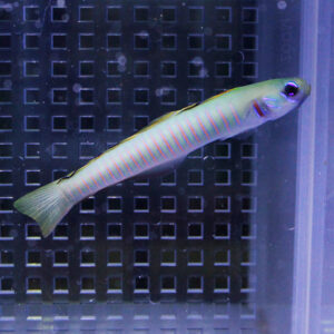 Slender pale fish with pink vertical stripes swimming near a dark grid in an aquarium background.