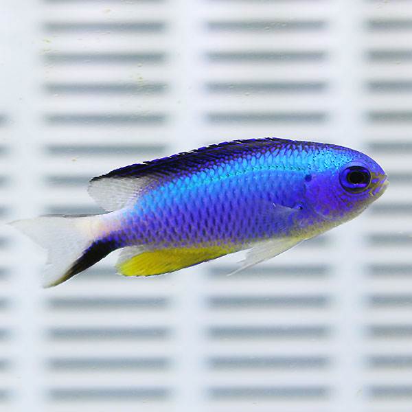 アレンズダムゼル 5匹セット 4-6cm±! 海水魚 スズメダイ 餌付け 15時までのご注文で当日発送(t117