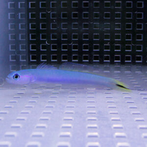 Small blue-purplish fish with a yellow tail swimming in an empty aquarium against a grid-patterned back wall.