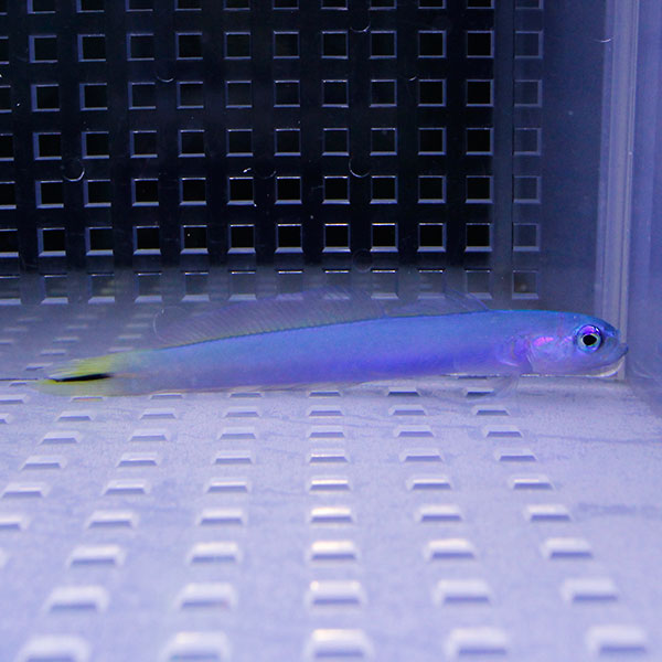 オグロクロユリハゼ 8-10cm  ! 海水魚 ハゼ 15時までのご注文で当日発送(t121