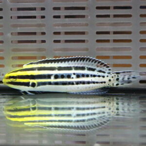Side view of a yellow and black striped tropical fish in an aquarium, with its reflection on the glass surface.