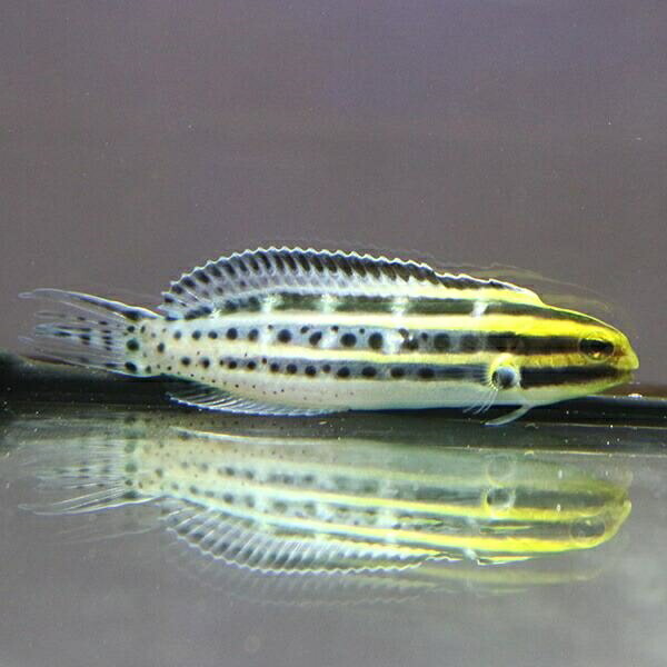 ヒゲニジギンポ 9-12cm±! 海水魚  15時までのご注文で当日発送(t125