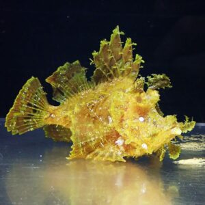 Yellow, leaf-like seahorse-shaped fish with frilly fins resting on a reflective surface against a dark background.