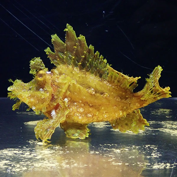 【現物3】ボロカサゴ 16cm± ! 海水魚  15時までのご注文で当日発送【カサゴ】(t207