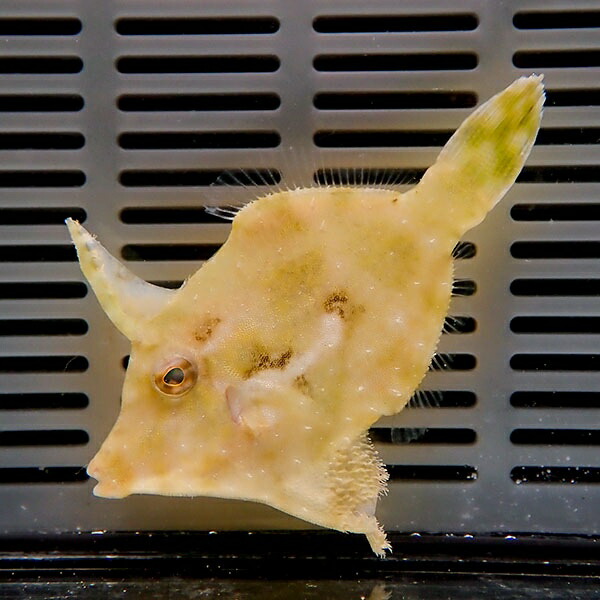 フチドリカワハギ 4-6cm± カーリー対策(模様が変わります))! 海水魚 ハギ !15時までのご注文で当日発送(t119