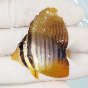 Small tropical fish with yellow fins and vertical dark stripes held on gloved fingers.