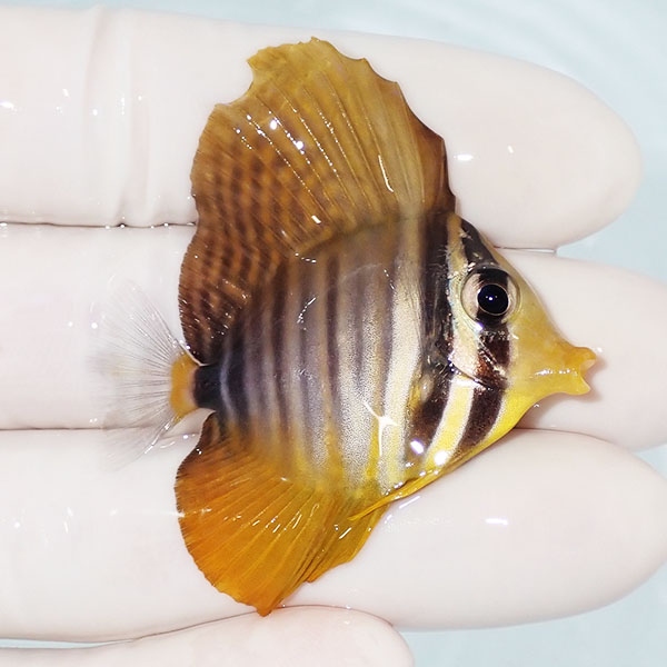 【現物8】インディアンセルフィンタン 4.5cm±! 海水魚 ハギ !15時までのご注文で当日発送【ハギ】(t119(t207