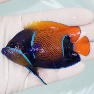 Bright orange and black tropical fish with electric blue stripes held in a gloved hand in shallow water.