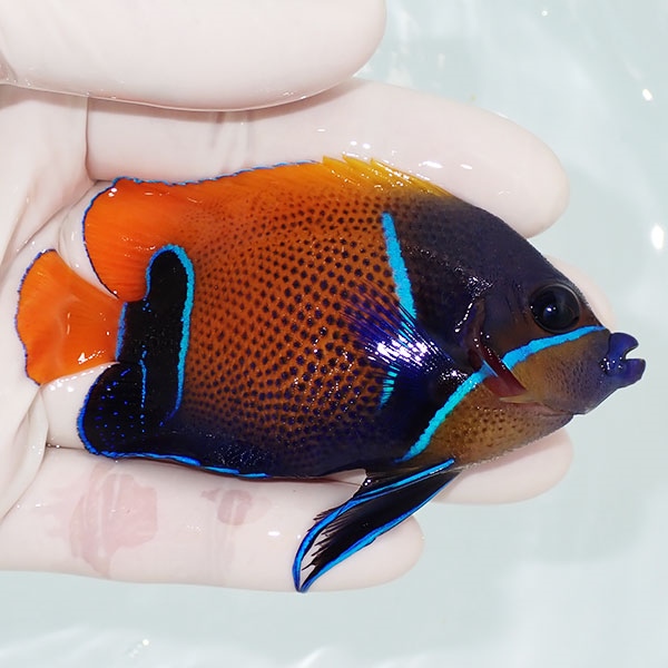 【現物2】粒エサOK イナズマヤッコ 8.5cm± !海水魚 ヤッコ 15時までのご注文で当日発送(t111(t207