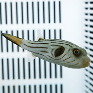 Striped pufferfish swimming in a tank with a white vent-like background behind it