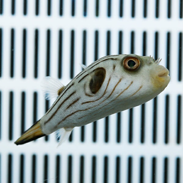 スジモヨウフグ 10-12cm±!  フグ 餌付け済15時までのご注文で当日発送(t123