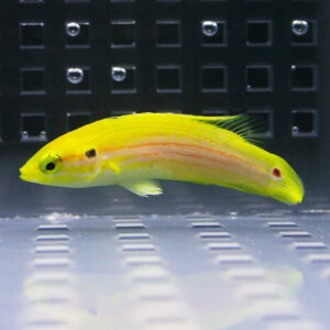 Bright yellow tropical fish with a pinkish side stripe swimming in an aquarium tank.