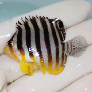 Small tropical fish with bold black vertical stripes on a pale body and bright yellow fins, resting on a gloved hand.
