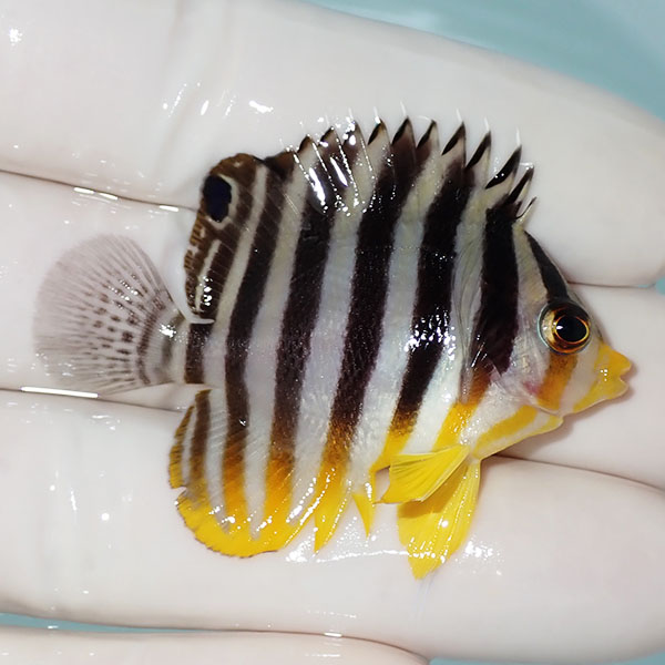 【現物24】シマヤッコ 5cm±! 海水魚 生体 15時までのご注文で当日発送(t111(t207