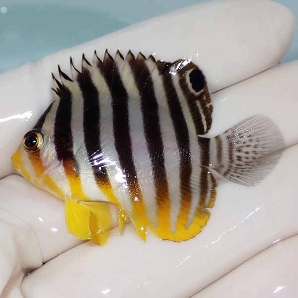 【現物24】シマヤッコ 5cm±! 海水魚 生体 15時までのご注文で当日発送(t111(t207