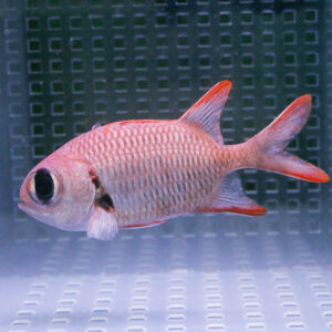 Pink tropical fish with red-tinged fins swimming in a clear aquarium background.