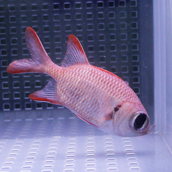 アカマツカサウオ 8-10cm±!海水魚 15時までのご注文で当日発送(t116
