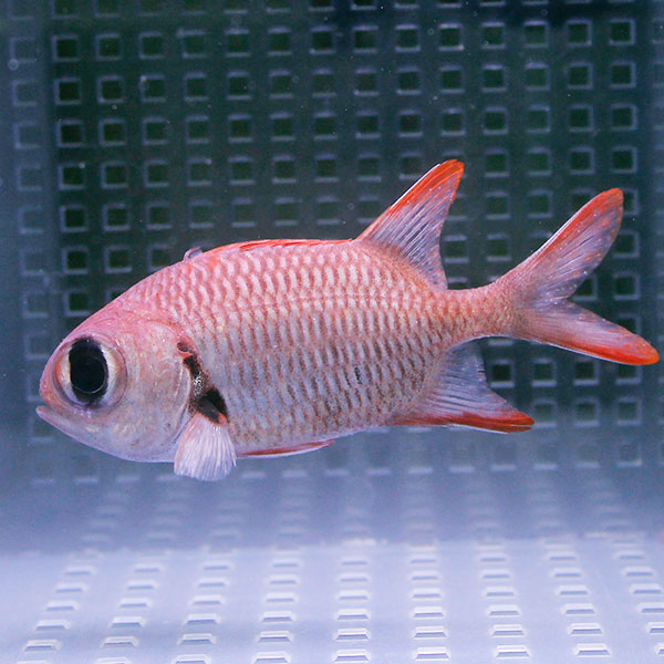アカマツカサウオ 8-10cm±!海水魚 15時までのご注文で当日発送(t116
