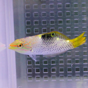 Colorful tropical fish with an orange face and yellow tail, white body dotted with black spots, swimming in an aquarium.