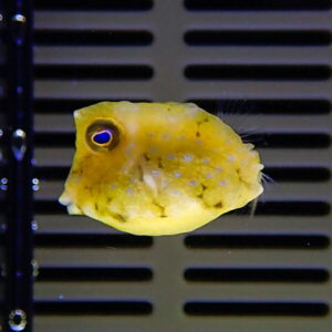 Yellow pufferfish with a blue eye resting on a dark slatted surface, facing left.
