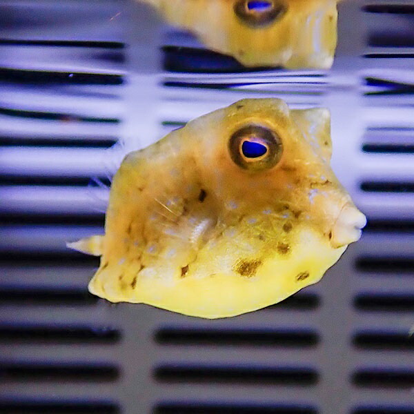 コンゴウフグ 2-4cm±! 海水魚 フグ 餌付け15時までのご注文で当日発送(t123