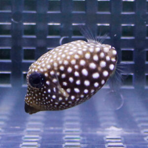 Close-up of a brown pufferfish with white polka dots swimming in an aquarium