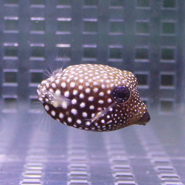 クロハコフグ 4-6cm±! 海水魚 フグ 【フグ】15時までのご注文で当日発送(t123