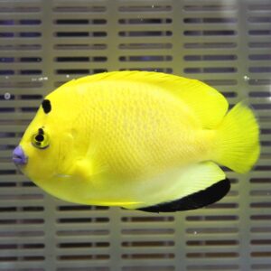 Bright yellow tropical fish with purple lips swimming in a grey, slatted aquarium background.