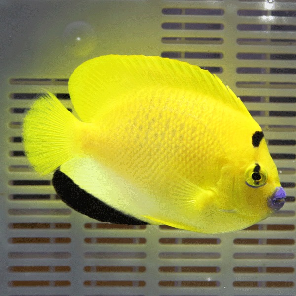 シテンヤッコ 7-9cm±!海水魚 ヤッコ  (t111