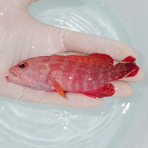 Small red-orange fish with orange fins cradled in a gloved hand above a pale container of water.