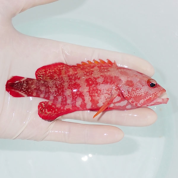 【現物4】スレ有り ニジハタ 12.5cm±!海水魚 ハタ  15時までのご注文で当日発送(t120(t207