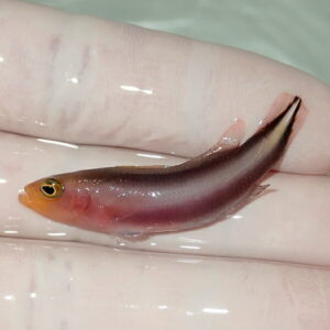 Small pinkish fish with an orange mouth and yellow eye resting on a gloved hand.