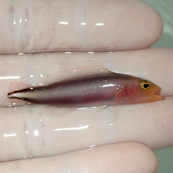 【現物1】ダブルストライプドティーバック 4.5cm± !海水魚 生体 15時までのご注文で当日発送(t120(t207