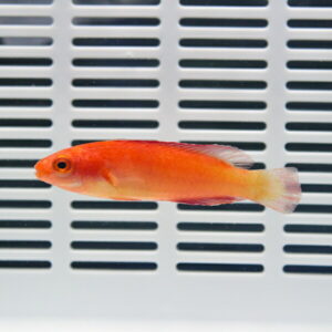 Orange platy fish swimming in front of a white vented background in an aquarium setup.