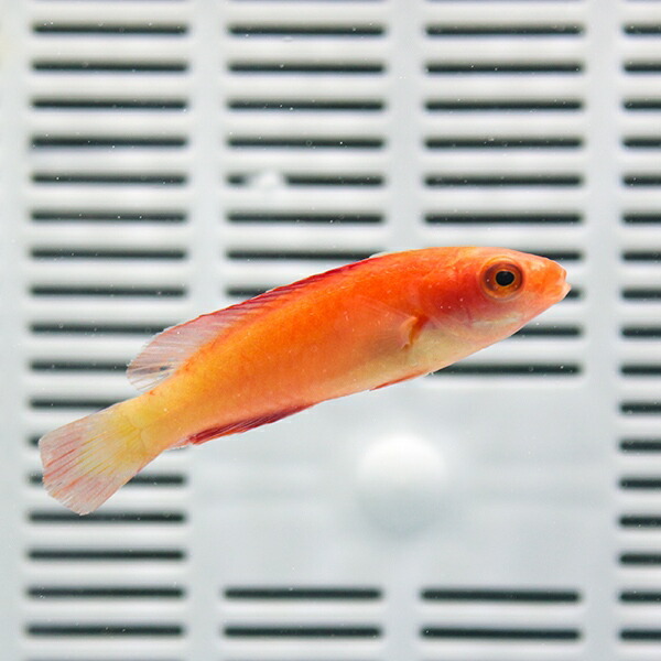 マグマフェアリーラス 5-7cm!海水魚 ベラ 15時までのご注文で当日発送(t122