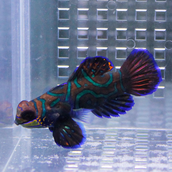 マンダリン 7-9cm± !雌雄判別不可 海水魚 ネズッポ 15時までのご注文で当日発送【ネズッポ】(t125