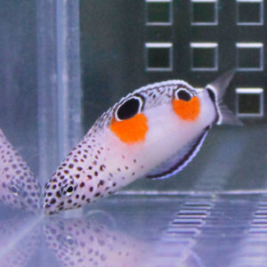 Spotted pufferfish with bright orange cheeks swimming in an aquarium near the glass.