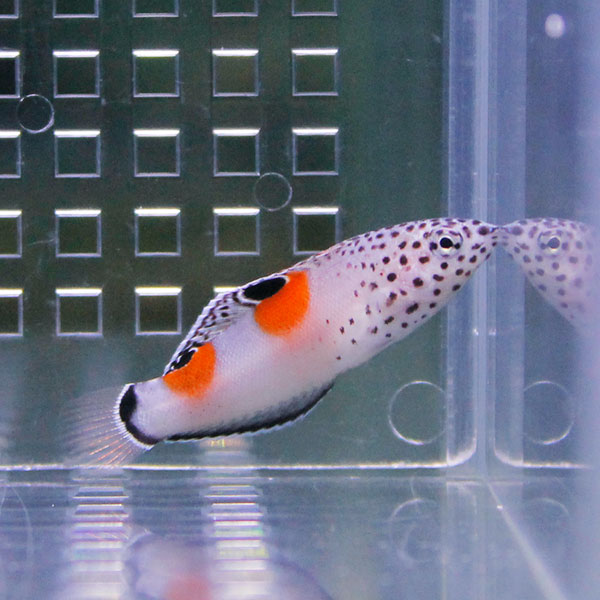 カンムリベラ 4-6cm±!海水魚 ベラ 15時までのご注文で当日発送(t122