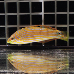 Colorful orange‑and‑yellow striped fish swimming in an aquarium with a grid backdrop and a reflected image on the water surface.