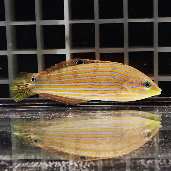 カザリキュウセン 幼魚 5-7cm± !海水魚 ベラ 15時までのご注文で当日発送(t122